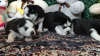 he Cutest Husky Puppies! My Dogs are Fleeing From Puppies