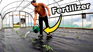 Fertilizing Tomatoes In Our High Tunnel