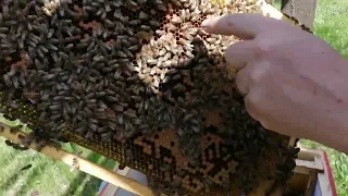 Пчелопакеты Узбекистан за 3400р (Бакфаст) , что внутри?