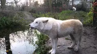 Howling Arctic wolf / White wolf close-up