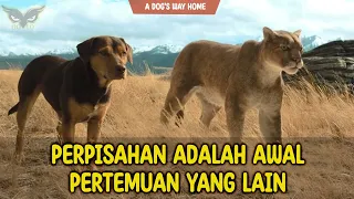 PERJUANGAN MENEMUKAN RUMAH SEJATI | Alur Cerita Film A Dog's Way Home review rekomendasi film