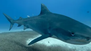 12 Foot Tiger Shark Attacks Spearfisherman