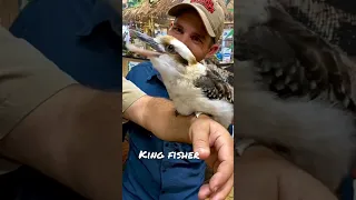king fisher smile bird #kingfisher #smile #birds