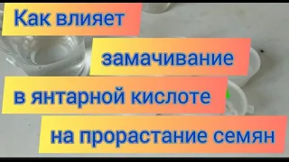 Янтарная кислота ,как стимулятор прорастания семян.Правда или миф?Результат замачивания семян .