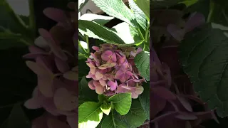 French hydrangea #hydrangeas #flowers #plants #trending #shorts #short #youtube #nature #viralvideo