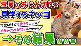 【2ch動物スレ】玉葱のみじん切りを見学するネッコ→その結果ｗｗｗ【猫の面白画像・感動動画集】