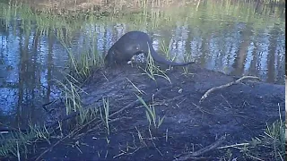 Выдра. Воронежский заповедник