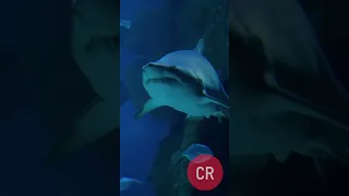 Why is this Shark in every Aquarium?