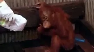 Steve Leonard Searches of a Captive Baby Orangutan | Endangered Animals | BBC Studios