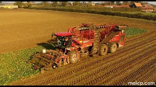 Holmer Terra DOS T4-40 and Felis 3 harvesting sugar beet in Blaxhall, Suffolk