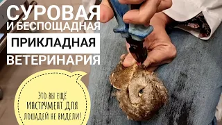 Vet Maria Markina extracts metal from an owl. Videos for strong nerves and not impressionable