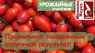 Для укрепления сосудов, печени, почек, суставов и иммунитета. Как правильно заварить шиповник?