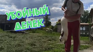 СЕНО!СОКРАЩАЕМ ПОГОЛОВЬЕ КРОЛИКОВ И НЕ ТОЛЬКО ИХ!Жизнь в деревне!Беларусь!