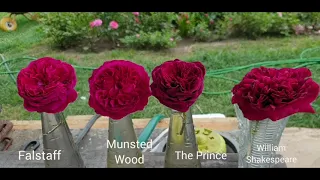 Самые тёмные английские розы: Falstaff, Munsted Wood, The Prince, W. Shakespeare 2000