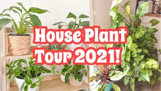 House Plant Tour 2021! | Indoor Plant Update and Some New Arrivals