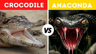 Green Anaconda Vs Saltwater Crocodile Fight Comparison || Who Would Win? || Anaconda Vs Crocodile.