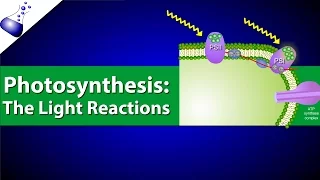 The Light Reactions of Photosynthesis