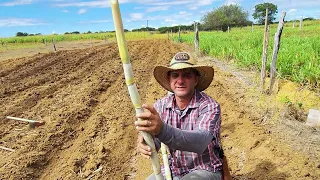 COMO PLANTAR CANA. VEJA QUAL ADUBO QUE USO.