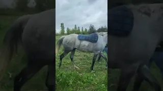 Первый на юге России конный пробег «Георгиевская сотня – 2022» состоялся в пригороде Краснодара.