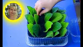 🌱Глоксинии, посадка листов в тепличку, размножение листом !!! 🌱 How to grow gloxinia