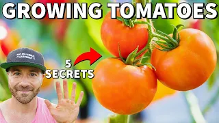 5 SECRETS For Success GROWING TOMATOES In Fall