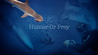 Hunter Or Prey - Freediving Azores with Hammerhead Sharks, Mobulas, Baitballs, Bluesharks