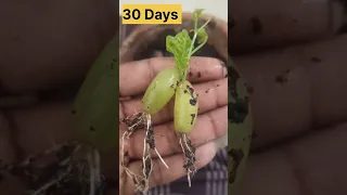 🍇Unique way to grow grapes tree /grapes plant /kmtamilgarden #shorts #grape #km