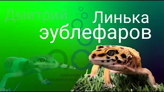 Линька эублефаров.