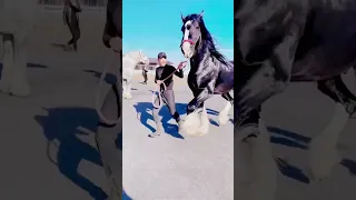 happy #horse | tiktok video #shorts