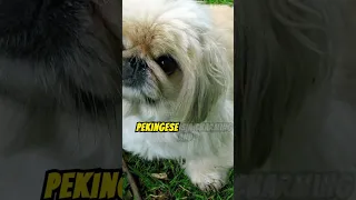 Why The Pekingese Is The Worst Dog In The World