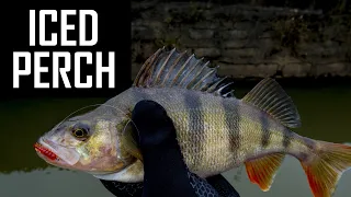 How to catch PERCH in ice-cold water❄? SUL fishing!