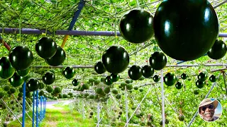 How Japanese Farm Black Watermelons - Awesome melon Agriculture Technology