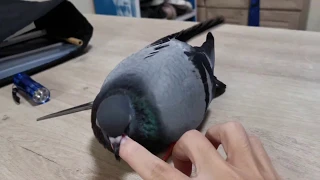 How to Pet your pigeon