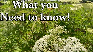 Growing Elderberry! What you need to know!