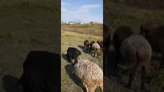 Эдильбаевские овцы в Сибири,набирают вес.
