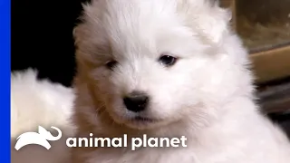 Samoyed Puppies Learn New Skills from their Parents | Too Cute! | Animal Planet