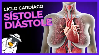 Ciclo Cardíaco: Sístole e Diástole na Fisiologia Humana