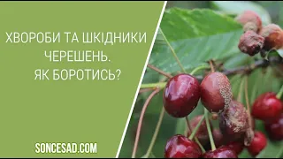 🍒Хвороби та шкідники черешень: як боротись🍒