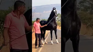 Best marwari horse of the world❤️#horselover #shortvideo #shorts