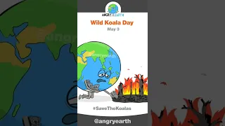 Wild Koala Day - May 3 #shorts