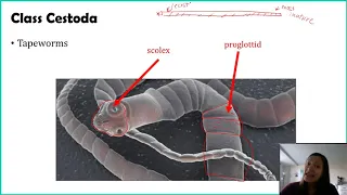 Phylum Platyhelminthes - Part 2