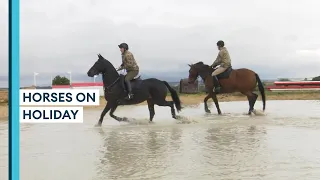 Military Horses Swap Guard Duty For Countryside 🐴