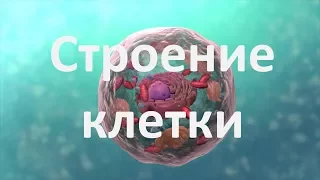 8. Строение клетки (9 или 10-11 класс) - биология, подготовка к ЕГЭ и ОГЭ 2018