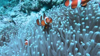 Diving Menjangan Sandy Slope - Bali - Indonesia