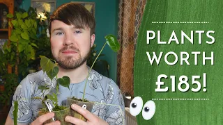 Rare Plant Rescue Box Unboxing (Three Plants & Unbelievable Value!)