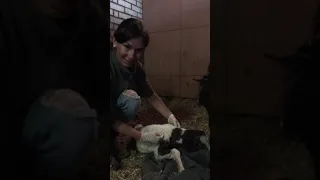 Рождение жеребёнка мини лошади на ферме Идальго