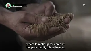 Lost Harvests Force China Into Global Wheat Market