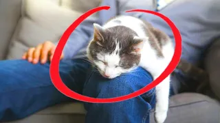 5 Must-Do Steps to Get Your Cat to Love Sitting on Your Lap!