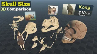 Skull Size Comparison (3D)