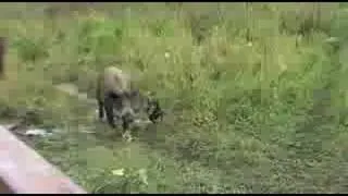 Jagdterrier & boar young dog
